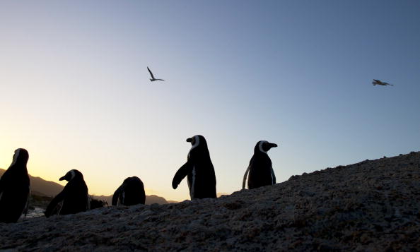 Пингвины в Южной Африке. Фото: Paula Bronstein/Getty Images